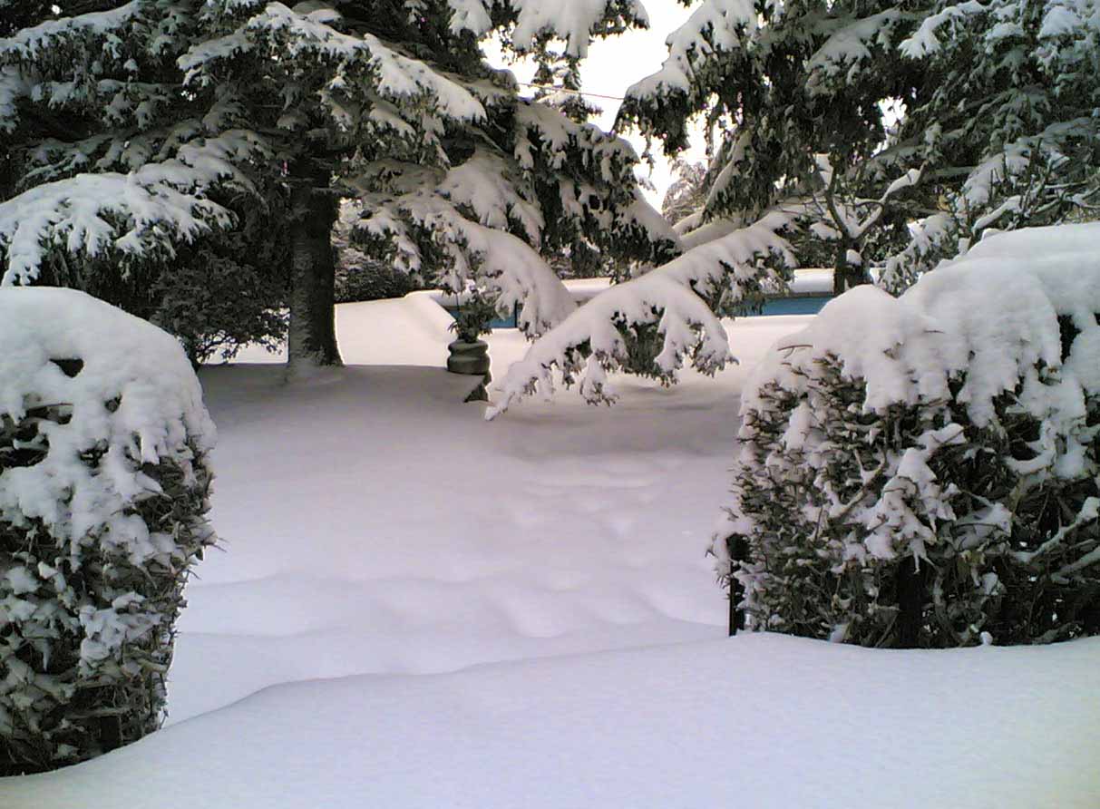 Vista exterior. Jardín y Piscina